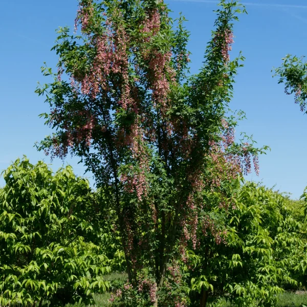 Laburnocytisus adamii – Adams goudenregen