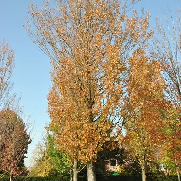 Acer rubrum 'Gerling' – Rode esdoorn (cv)