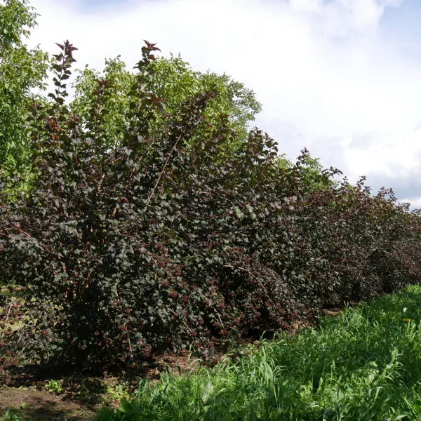 Physocarpus opulifolius 'Diabolo'
