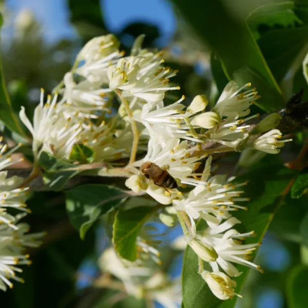 Pterostyrax corymbosa – Vleugelstorax