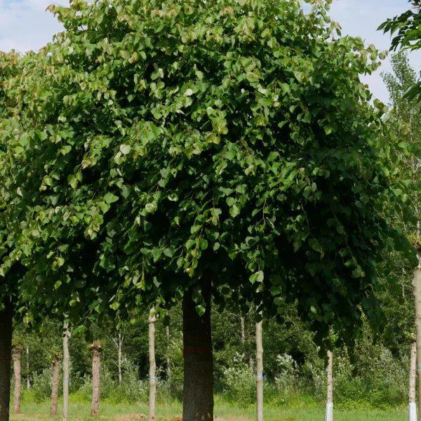 Tilia cordata 'Lico' – Winterlinde, Kleinbladige linde (cv)