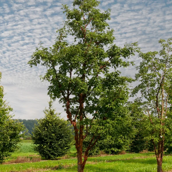 Acer griseum – Papieresdoorn