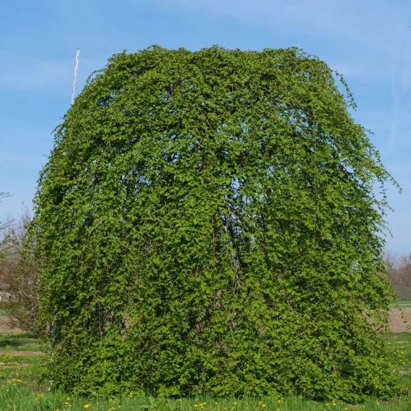 Carpinus betulus 'Pendula' – Treurende haagbeuk