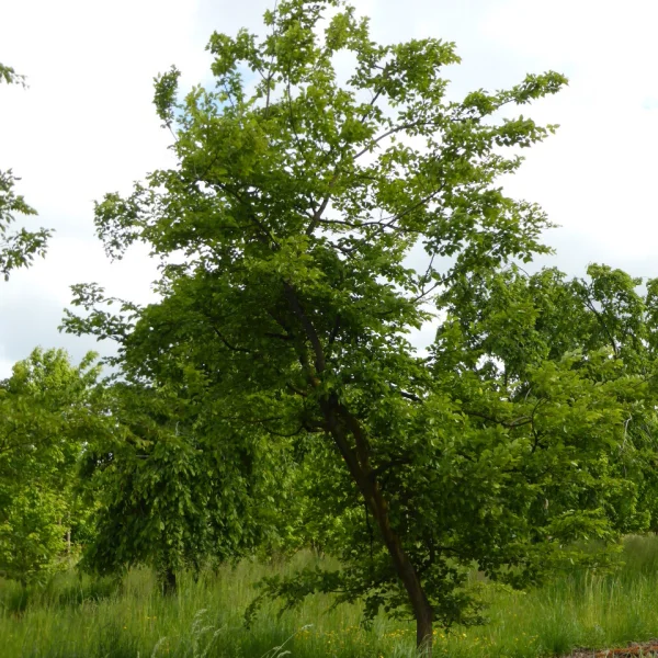 Carpinus coreana – Koreaanse haagbeuk