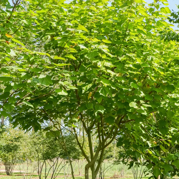Catalpa ×erubescens 'Purpurea' – Purperbladige trompetboom (cv)