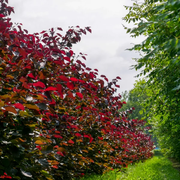 Cercis canadensis 'Merlot' – Amerikaanse Judasboom