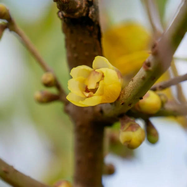 Chimonanthus praecox – Meloenboompje, winterzoet