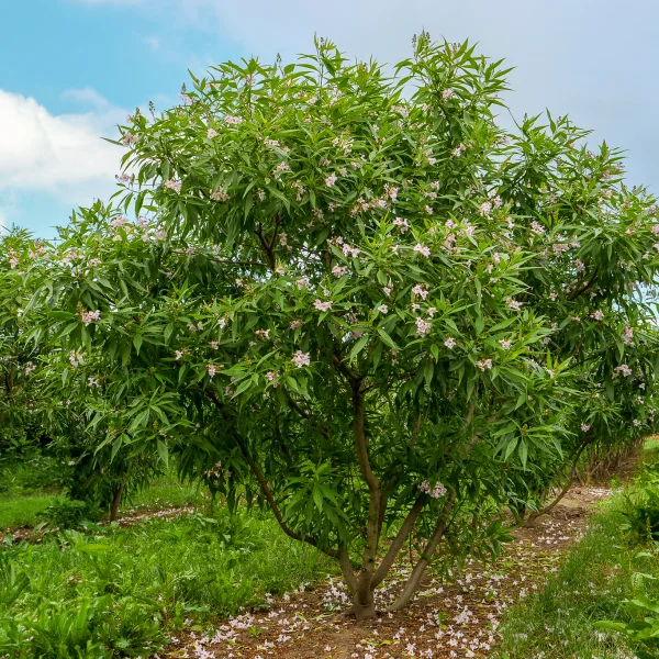Chitalpa tashkentensis 'Pink Dawn' – Woestijnwilg (cv)