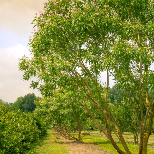 Chitalpa tashkentensis 'Summer Bells' – Woestijnwilg (cv)