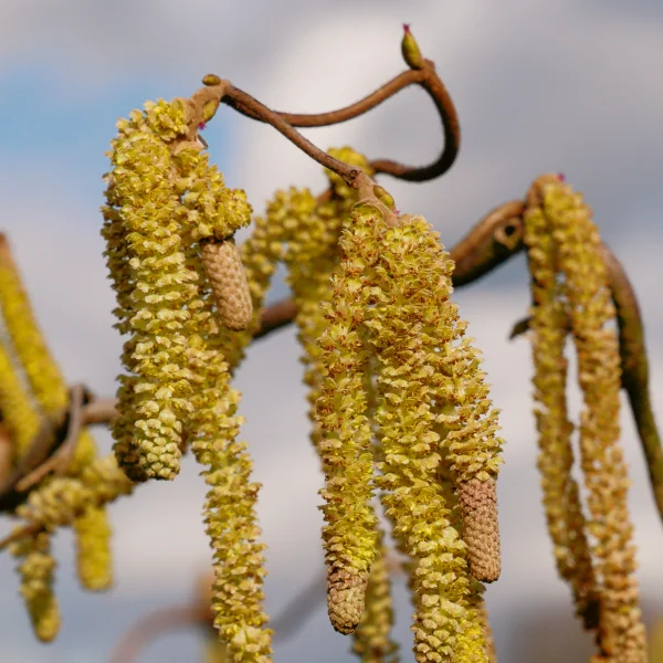 Corylus avellana – Gewone hazelaar