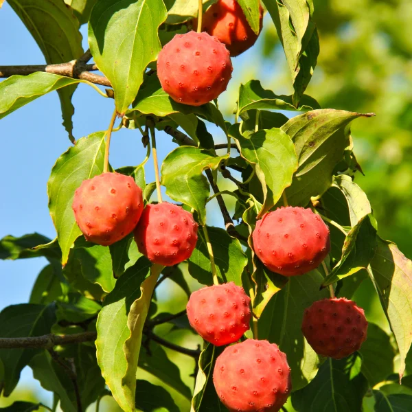 Cornus kousa – Japanse grootbloemige kornoelje