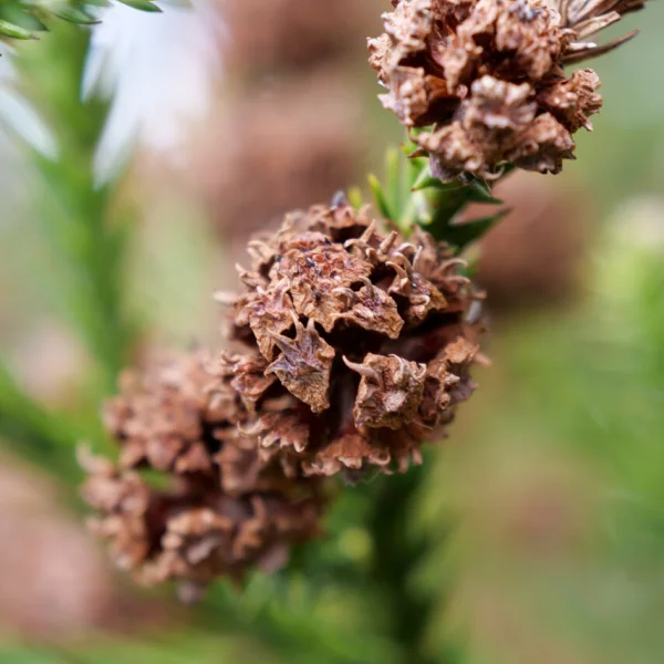 Cryptomeria japonica – Japanse cypres