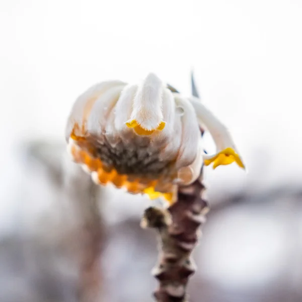 Edgeworthia chrysantha – Papierstruik