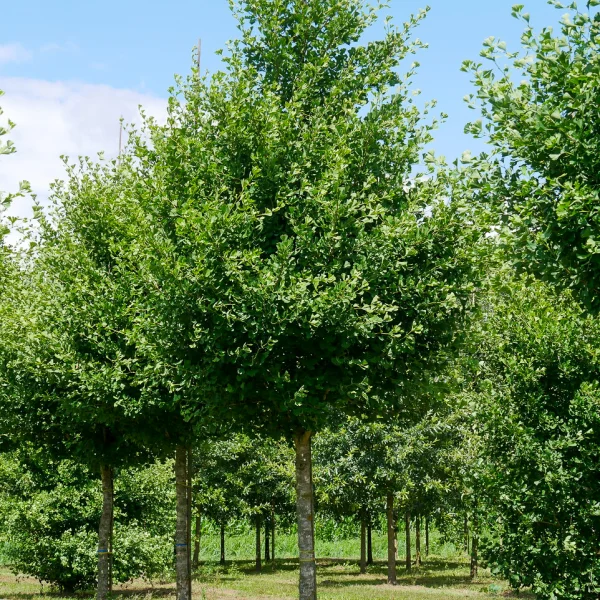 Ginkgo biloba FASTIGIATA BLAGON ('Blagon') – Zuilvormige Japanse notenboom (cv)