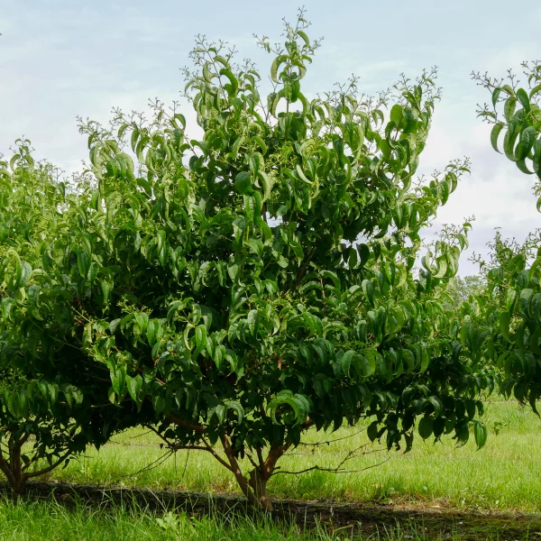 Heptacodium miconioides TIANSHAN ('Minhep')