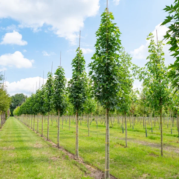Liquidambar styraciflua 'Oakville Highlight' PBR – Amberboom (cv)