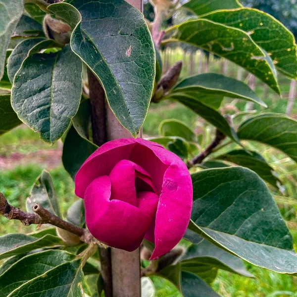 Magnolia 'Black Tulip' – Magnolia (cv)