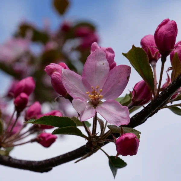 Malus RED OBELISK ('D.V.P. Obel') – Zuilvormige sierappel  (cv)