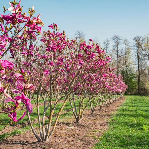 Magnolia 'Susan' – Magnolia (cv)