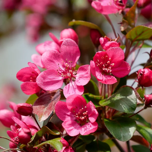 Malus 'Veitch's Scarlet' – Sierappel