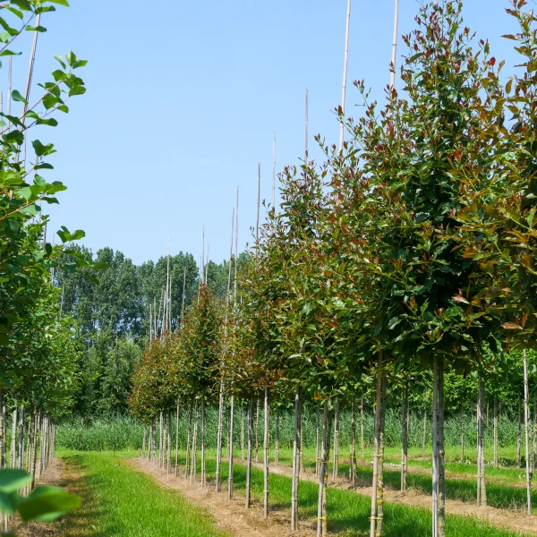 Nyssa sylvatica RED RAGE ('Haymanred') – Tupeloboom
