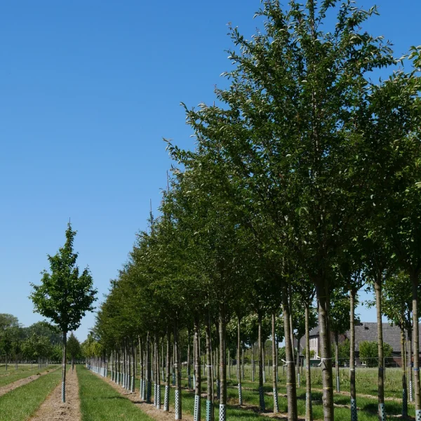 Prunus 'Pandora' – Sierkers (cv)