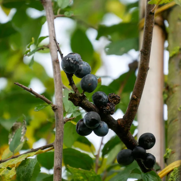 Prunus spinosa – Sleedoorn