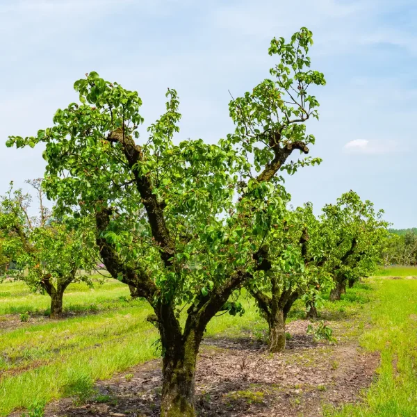 Pyrus communis 'Conference'