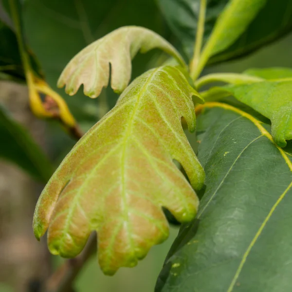 Quercus alba 'Clara' – Witte eik (cv)