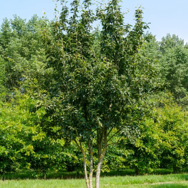 Sorbus alnifolia var. submollis – Elsbladige lijsterbes