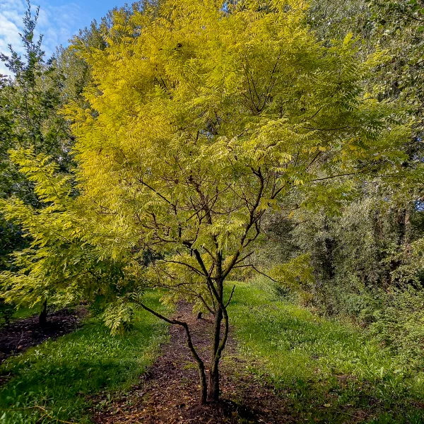 Styphnolobium japonicum 'Gold Standard' – Honingboom (cv)