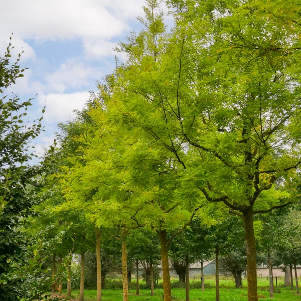 Styphnolobium japonicum – Honingboom