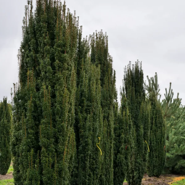 Taxus baccata 'Fastigiata' – Ierse Taxus