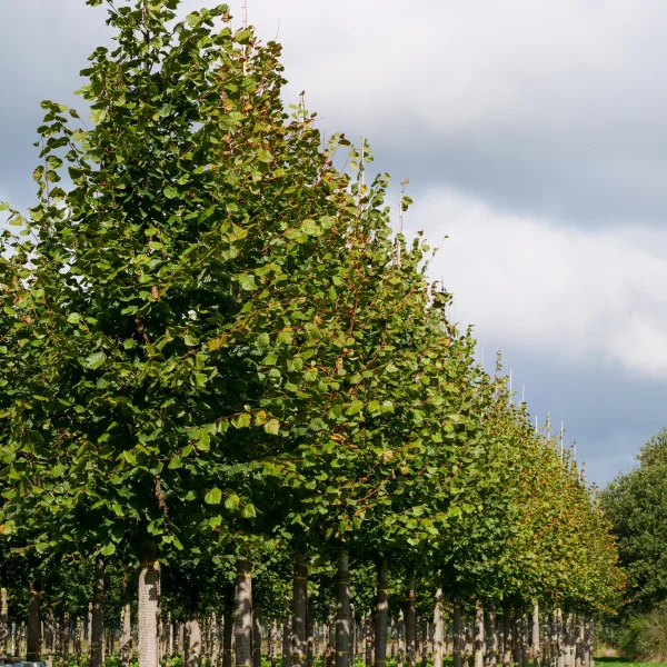 Tilia platyphyllos – Zomerlinde, Grootbladige linde 