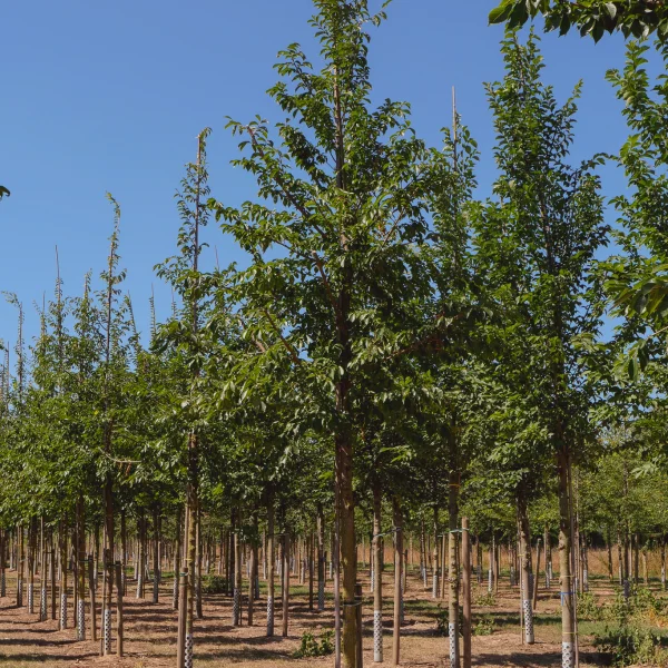 Ulmus 'Morton Glossy'