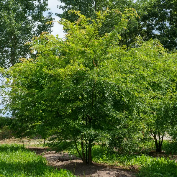 Ulmus parvifolia – Chinese iep, kleinbladige iep