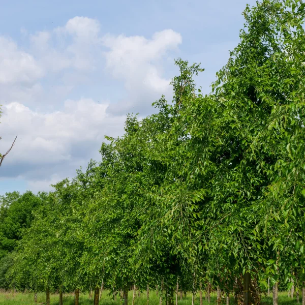Ulmus 'Sapporo Autumn Gold'