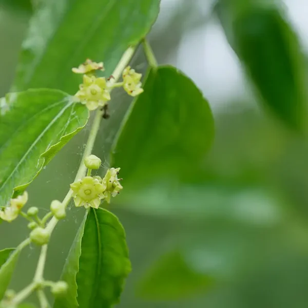 Ziziphus jujuba – Chinese dadelboom, Chinese jujube