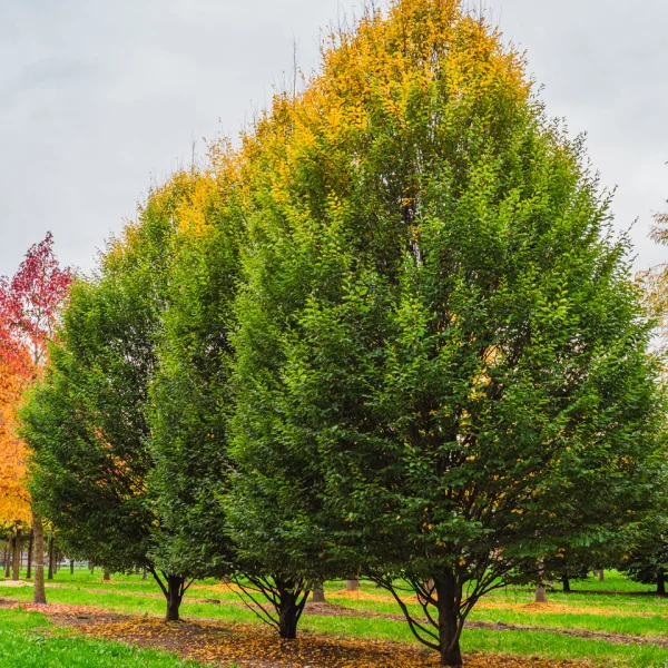 Carpinus betulus 'Fastigiata' &ndash; Haagbeuk (cv)