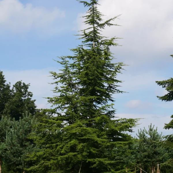 Cedrus libani subsp. atlantica &ndash; Atlasceder