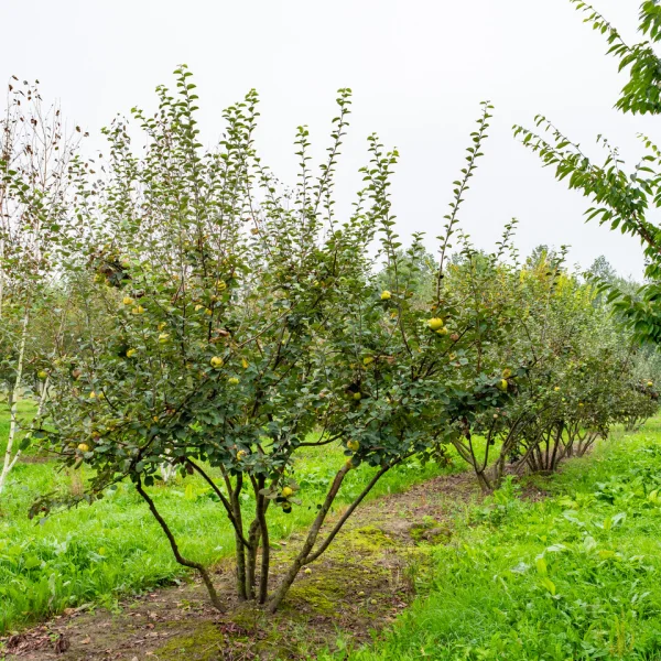 Cydonia oblonga 'Leskovacka'