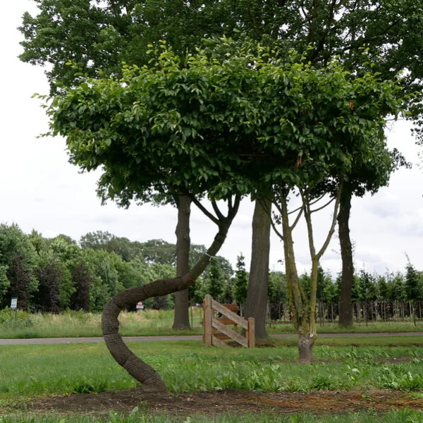 Carpinus betulus TREEVOLUTION ® THE SWING ® – SWING Haagbeuk