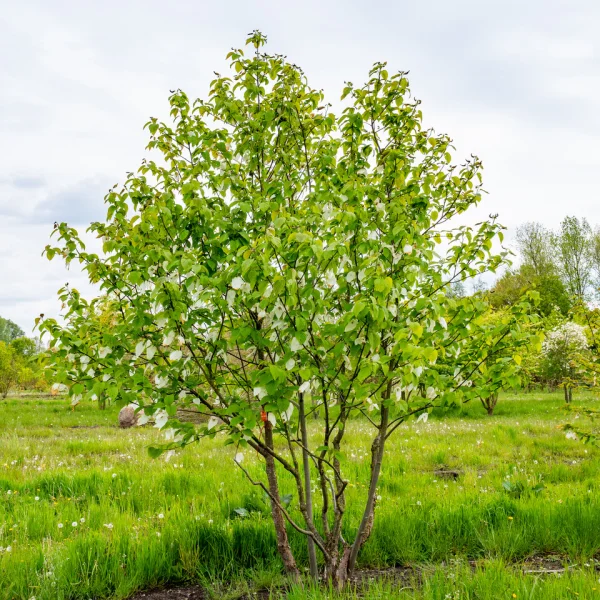 Davidia involucrata – Zakdoekenboom, Luierboom, Vaantjesboom