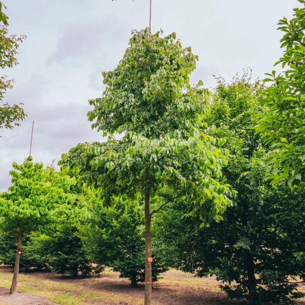 Diospyros lotus &ndash; Lotusboom