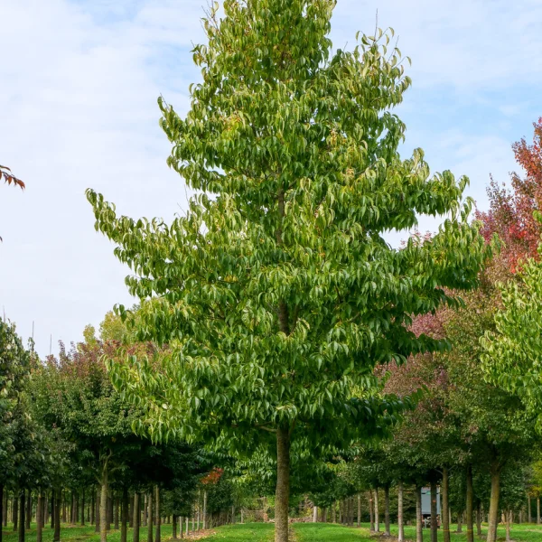 Eucommia ulmoides &ndash; Gummiboom