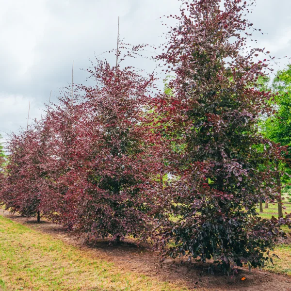 Fagus sylvatica 'Purpurea Tricolor' – Beuk (cv)