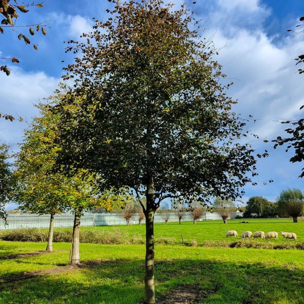 Fagus sylvatica 'Riversii' &ndash; Bruine beuk, rode beuk (cv)