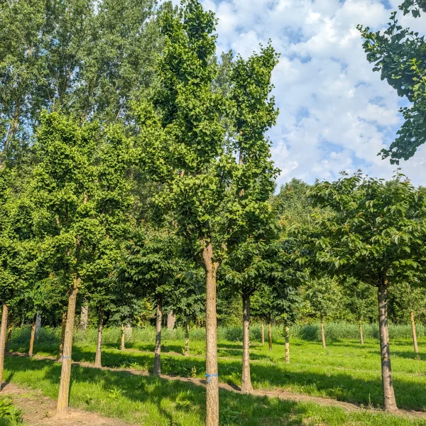 Ginkgo biloba 'Mariken'