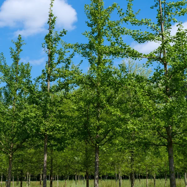 Ginkgo biloba 'Mascia'