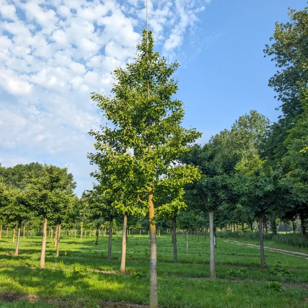 Ginkgo biloba 'Saratoga' &ndash; Japanse notenboom (cv)